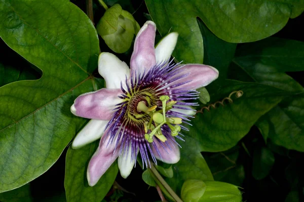 Passiflore Violacée Violette Passionsblume — Photo