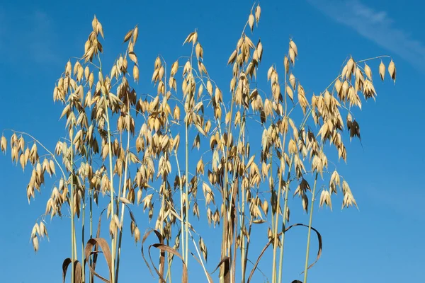 Hafer Avena Sativa Haferkorn — Stock Photo, Image