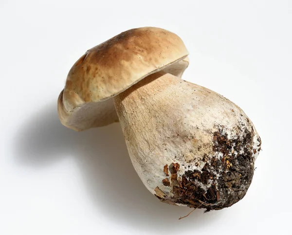 Close Van Verse Boletus Edulis Paddestoel — Stockfoto