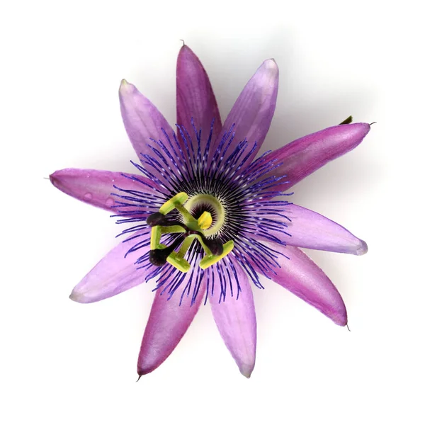 白色背景的紫色花朵 — 图库照片