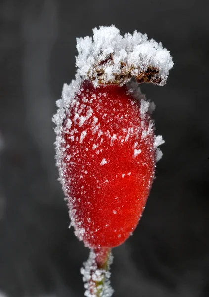 Red Berries Snow Background — Stock Photo, Image