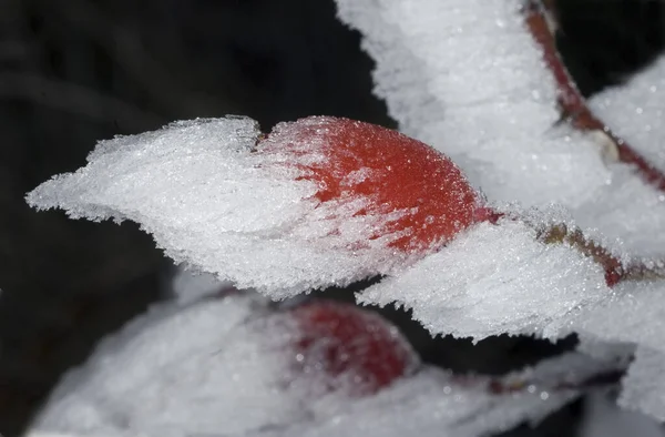 Красный Белый Снег Ветвях Дерева — стоковое фото
