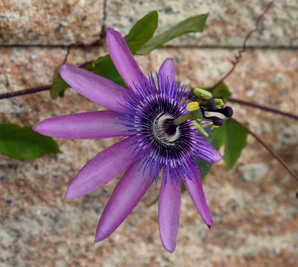 木の背景に紫色の花を咲かせ — ストック写真