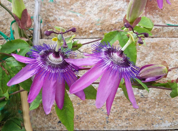 Passiflora Violacea Violette Passionsblume Heilpflanze — Stock Photo, Image
