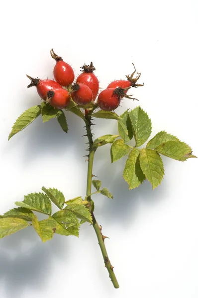 Hagebutten Hundsrose Rosa Canina Heilpflanzen — Stok fotoğraf