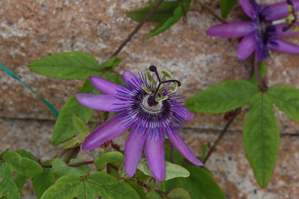 Passiflora Violacea Violette Passionsblume Kletterpflanze Heilpflanze — Fotografia de Stock