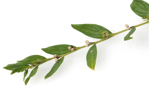 Πράσινα Φύλλα Φυτού Που Απομονώνονται Λευκό Φόντο — Φωτογραφία Αρχείου