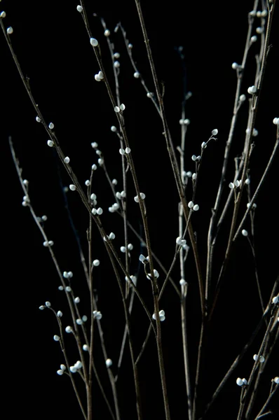 Mooi Botanisch Schot Natuurlijk Behang — Stockfoto