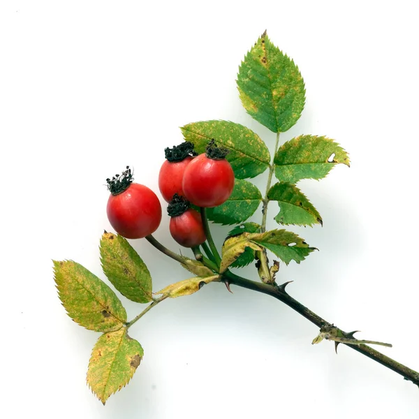 Rosa Canina Rossa Sfondo Bianco — Foto Stock