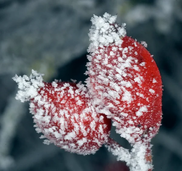 有雪的冬季背景 — 图库照片