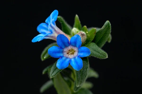 Blaurote Steinsame Blauroter Rindszunge — Stok fotoğraf