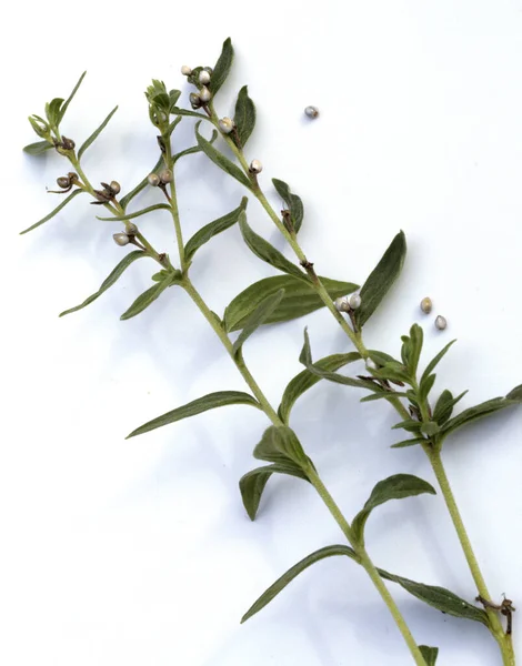 Steinsame Echter Steinsame Lithospermum Officinale Heilpflanzen — Stok Foto