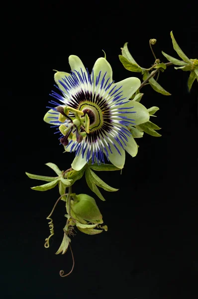 黑色背景的美丽花朵 — 图库照片