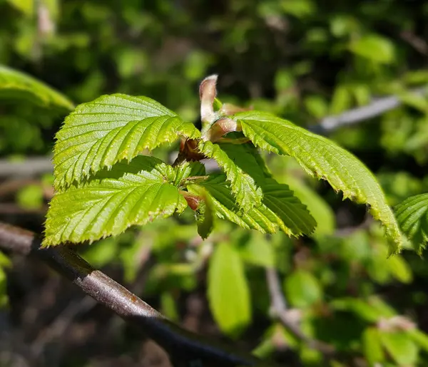 Grüne Blätter Wald — Stockfoto