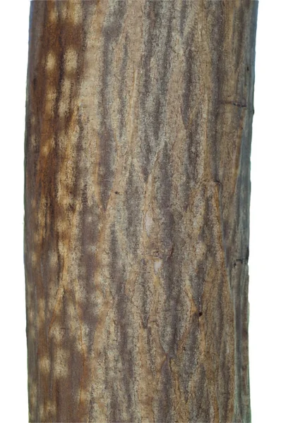 Hainbuchenstamm Hainbuche Carpinus Betulus Weissbuche — Stockfoto