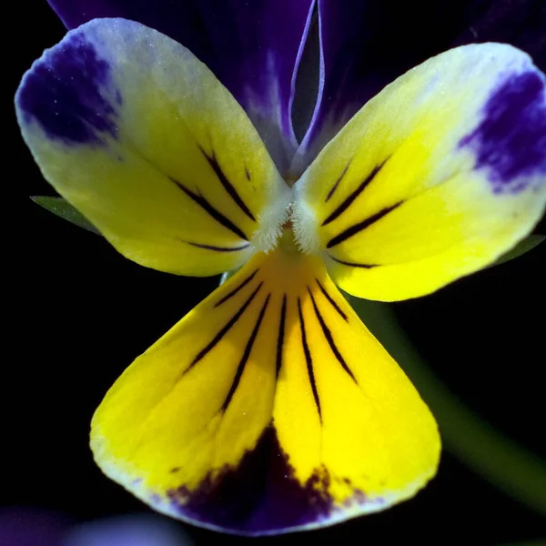 Bela Flor Íris Amarela — Fotografia de Stock