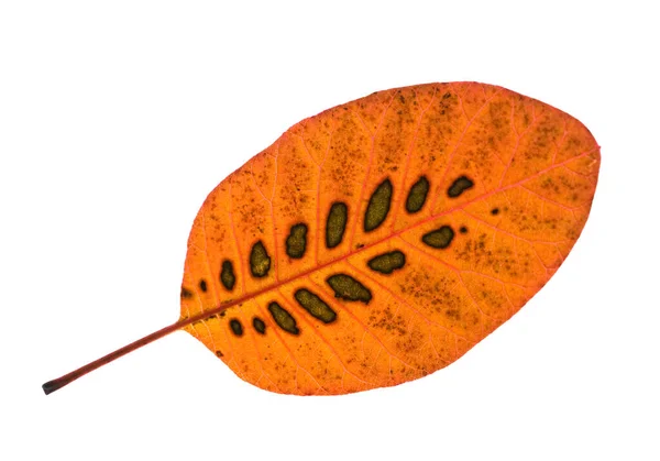 Pereckenstrauch Cotinus Coggygria Herbstfaerbung — 스톡 사진