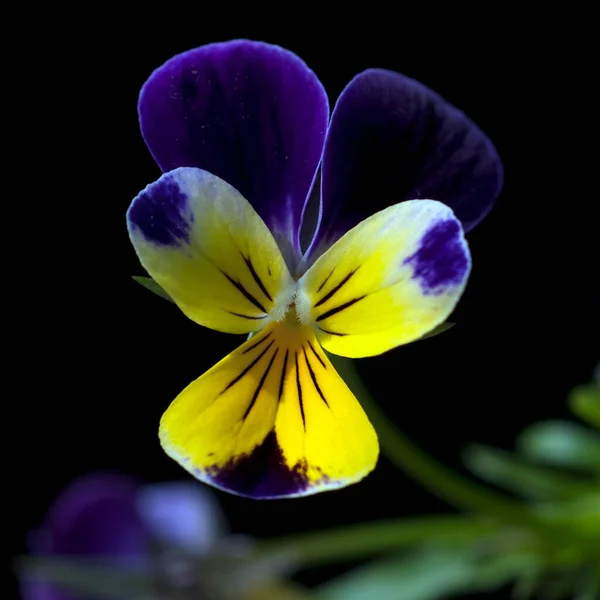 Belas Flores Flora Natureza — Fotografia de Stock