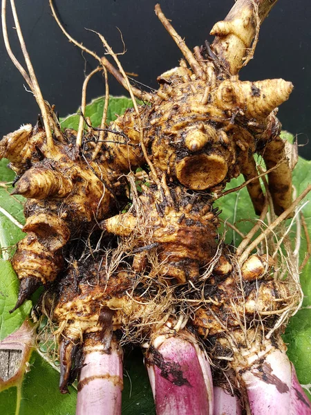 Pestwurz Wurzel Rhizom Petazyty Hybridus Officinalis — Zdjęcie stockowe