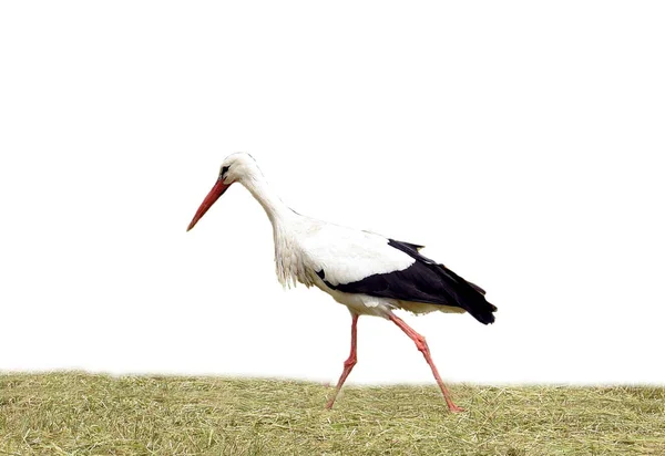 White Stork Background Large Green Grass — Stock Photo, Image