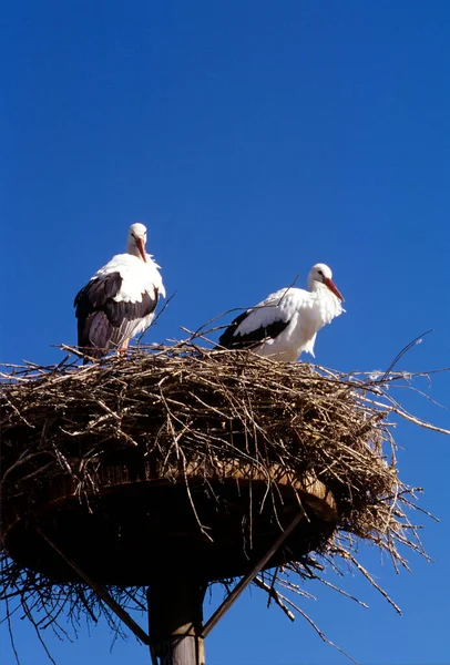 庭の巣にコウノトリが — ストック写真