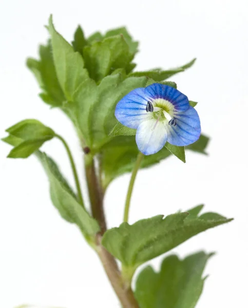 Persischer Ehrenpreis Veronica Persica — Stok fotoğraf