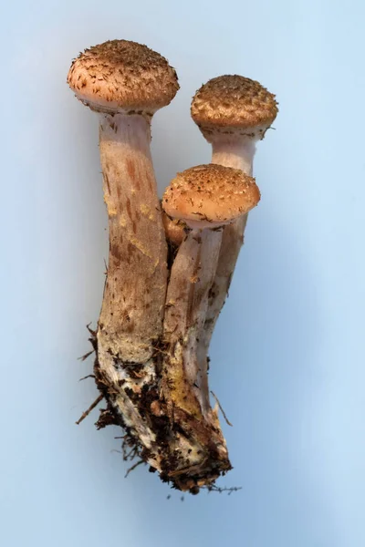 Hallimasch Armillariella Mellea Waldpilz Speisepilze — Stock Photo, Image