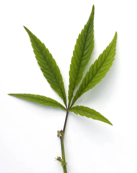 Feuille Cannabis Isolée Sur Fond Blanc — Photo