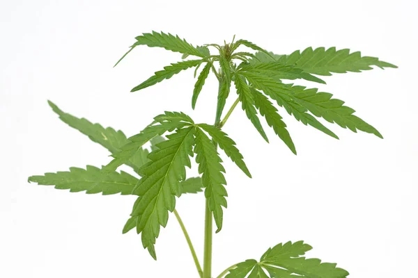 白い背景に大麻の葉 — ストック写真