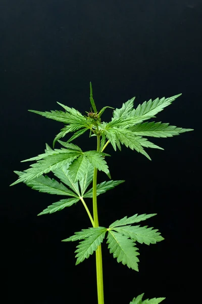 Marihuana Blätter Auf Schwarzem Hintergrund — Stockfoto