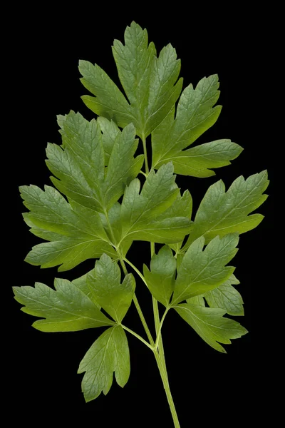 Petersilie Petroselinum Crispum Glatte — Stockfoto