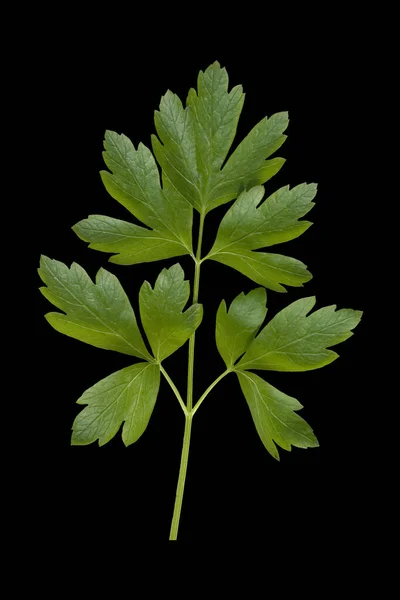 Petersilie Petroselinum Crispum Glatte — Stockfoto