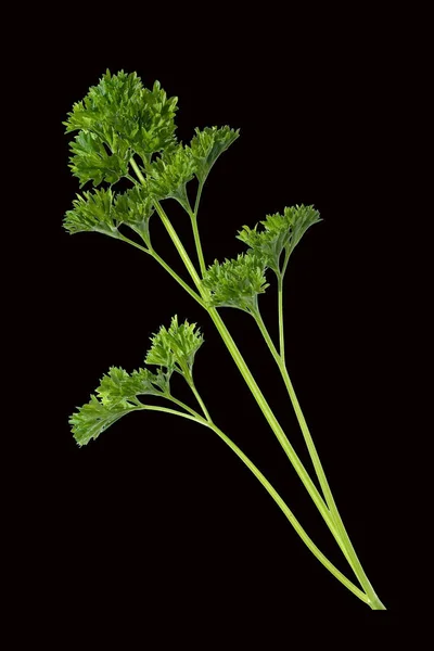 Petersilie Petroselinum Crispum Krause — Stockfoto