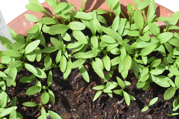 Petersilie Petroselinum Crispum Ist Eine Wichtige Heil Und Medizinalpflanze Das — Fotografia de Stock