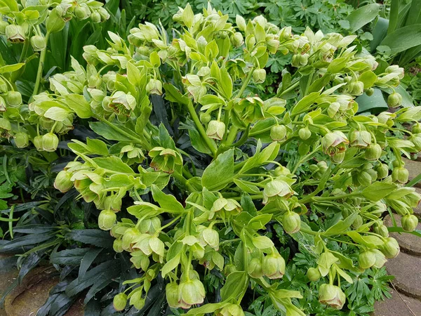 Stinkende Nieswurz Helleborus Foetidus — 스톡 사진