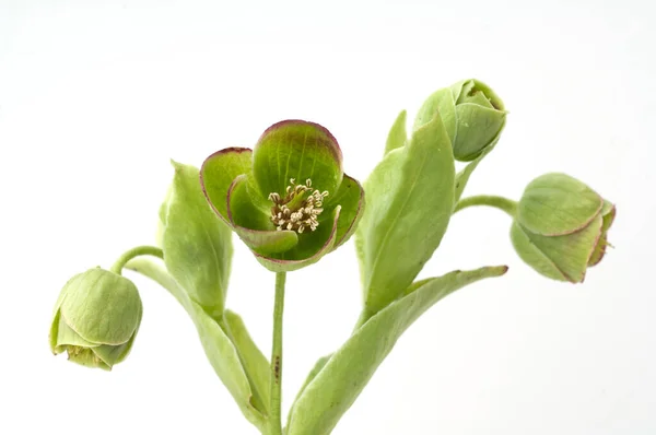 Mooi Botanisch Schot Natuurlijk Behang — Stockfoto