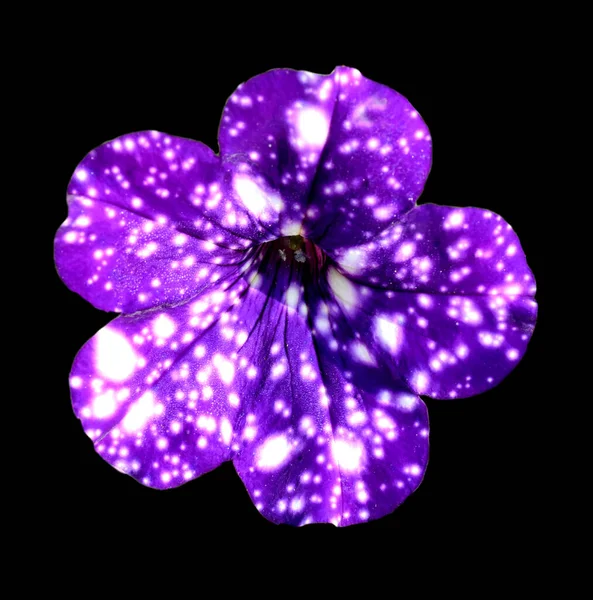 Beautiful Purple Flower Black Background — Stock Photo, Image