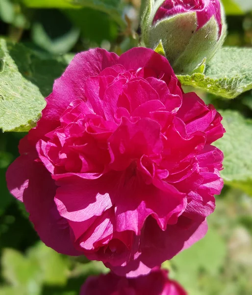 Stockrose Althaea Rosea Célébrités Violet Heilpflanze — Photo