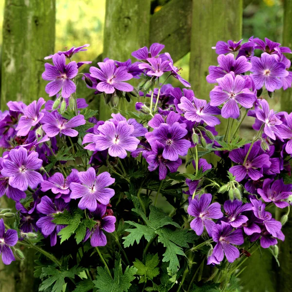 Hermosas Flores Jardín — Foto de Stock