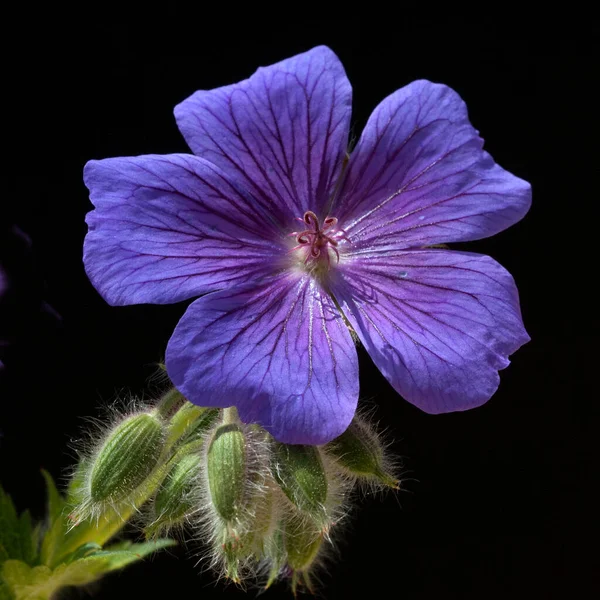 Bellissimo Fiore Viola Sfondo Nero — Foto Stock