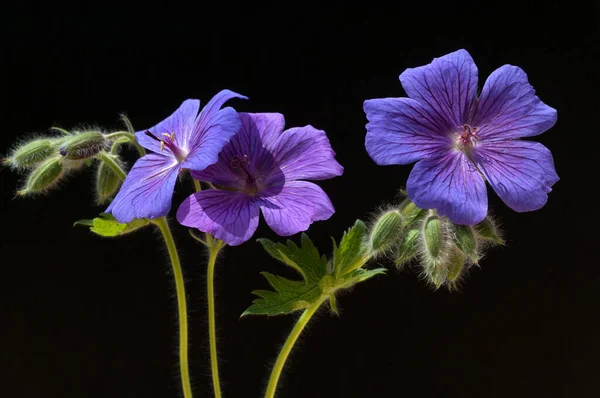 Krásné Květiny Květinový Koncept Pozadí — Stock fotografie