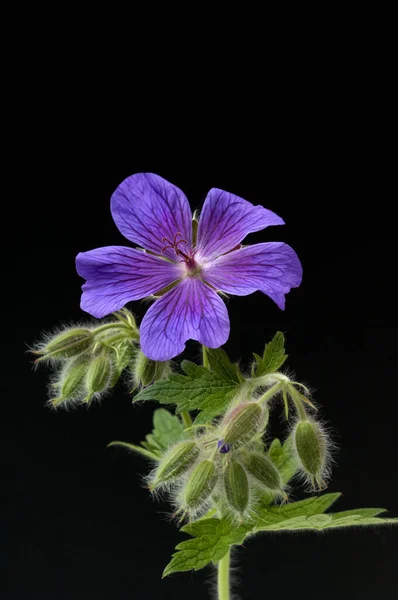 Storchschnabel Geranio Magnifico — Foto de Stock