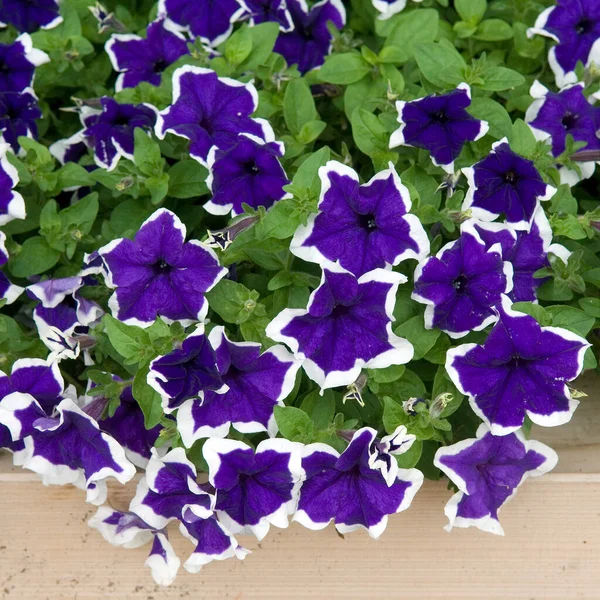 Lila Och Blå Blommor Trä Bakgrund — Stockfoto