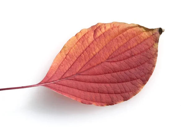 Hojas Otoño Sobre Fondo Blanco — Foto de Stock