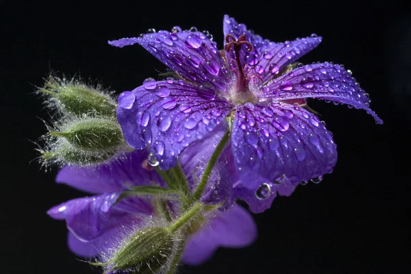 Bellissimo Fiore Viola Sfondo Nero — Foto Stock