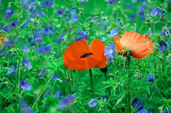 Lindas Flores Papoula Vermelha Campo — Fotografia de Stock