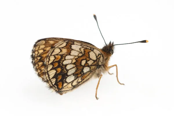 Closeup Του Bug Έννοια Εντόμων — Φωτογραφία Αρχείου
