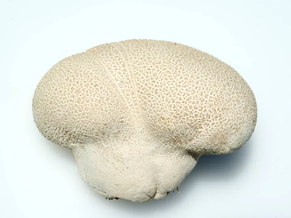 Hasenbovist Bovist Calvatia Utriformis — Stock Photo, Image