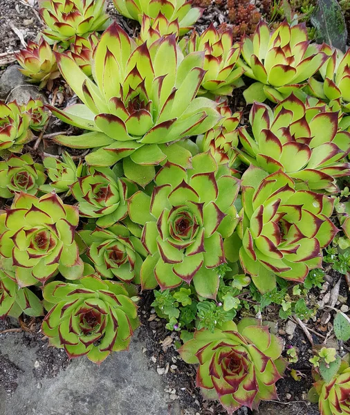 Hauswurz Dachwurz Sempervivum Tectorum — 스톡 사진