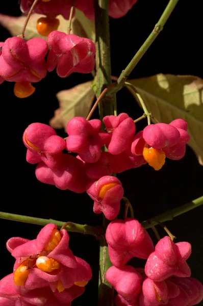 Mooi Botanisch Schot Natuurlijk Behang — Stockfoto